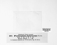 Peronospora macrocarpa image